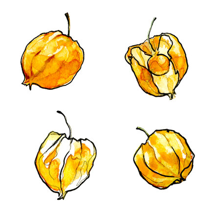 Autumn physalis watercolor isolated on white backgroundの写真素材
