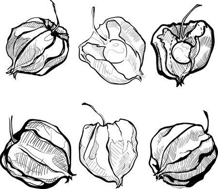 Autumn physalis hand draw black and whiteのイラスト素材