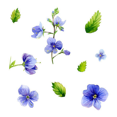 watercolor set of blue flowers Vernica officinalisの写真素材