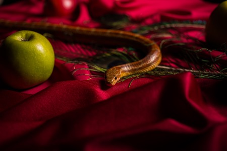 snake on the table with applesの写真素材