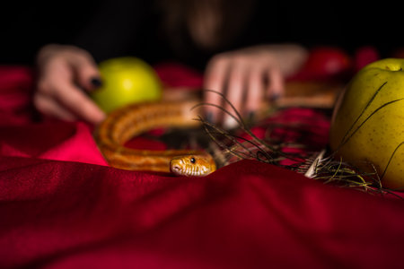 The snake creeps out of the fortune-teller's handsの写真素材