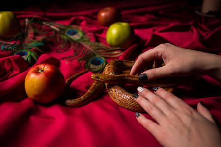 The snake is waiting for the ritualの写真素材