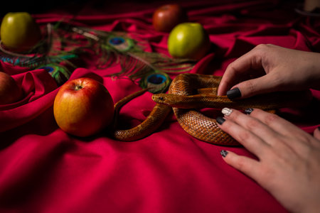 The snake rests in the hands of the priestessの写真素材