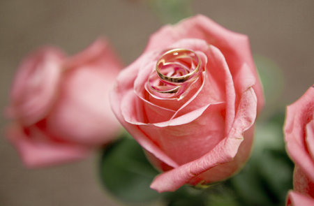Image of a roses and rings on itの写真素材