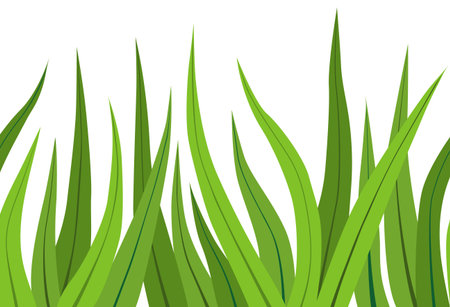 Vector illustration  of a green grass on whiteのイラスト素材