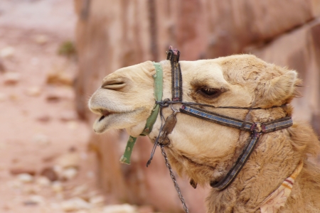 Camel witing for tourists in Petra の写真素材