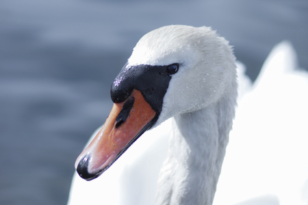 White swan portrait.White swan in the water.の写真素材