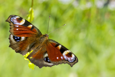 Inachis io.A view of a peacock butterfly feeding on a flower.の写真素材