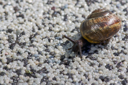 Small snail shell in the sand on the beachの写真素材