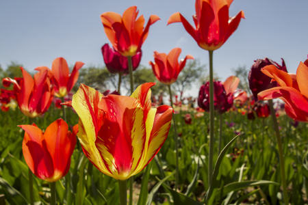 Colorful spring tulip flowers in the garden in warm sunlight.の写真素材