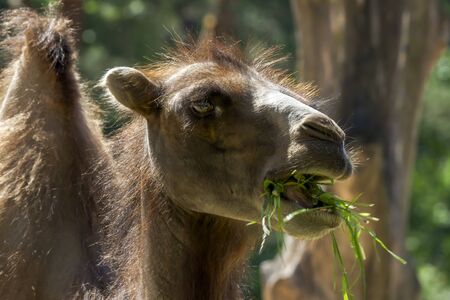Close up of a Camel .Close Up Of Camel Head Portrait.の写真素材