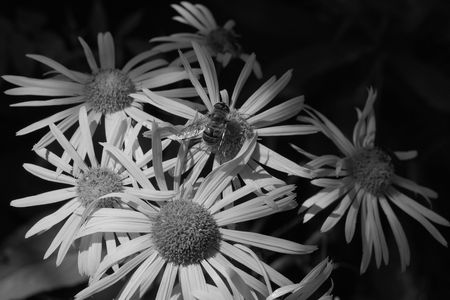 Black-white foto of a bee on flowerの写真素材
