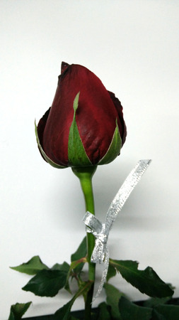 Valentine Red Rose only one for the special oneの写真素材