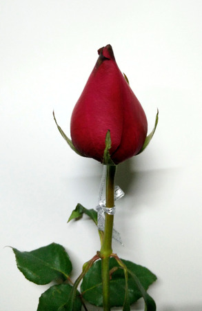 Valentine Red Rose only one for the special oneの写真素材