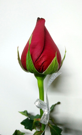 Valentine Red Rose only one for the special oneの写真素材
