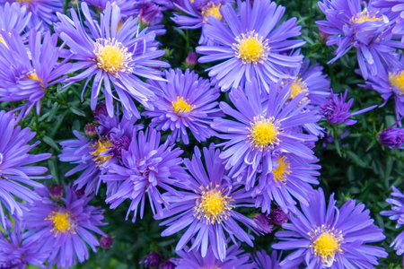 Alpine Aster (Aster alpinus) . Decorative garden plant with purple flowers. Beautiful perennial...