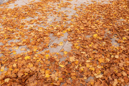 Red autumn leaves background image which can be used as a background or texture as wellの写真素材