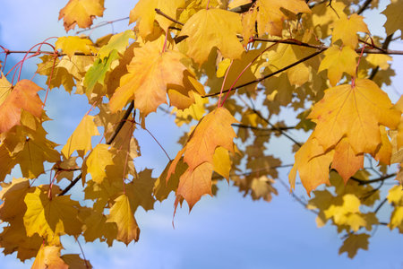 red maple leaves changing color and fall off trees due to change weather in autumn season