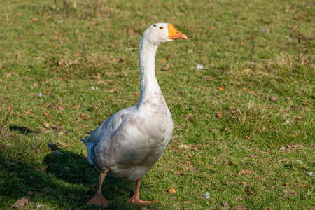 White domestic goose on the pasture. Domestic goose on the green lawn