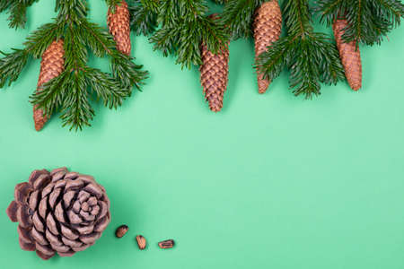 Christmas composition. Fir tree branches on green background with fir cones and cedar cone in the bottom left corner.の写真素材