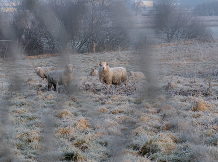 a herd of sheep grazing on a frozen pasture photographed through meshの写真素材