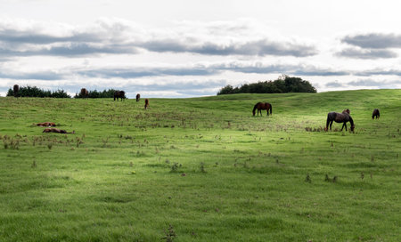 Beautiful landscape of a meadow with a horses grazing and resting on the grass