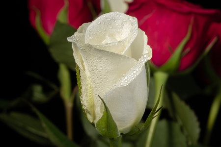 Macro shot o frose flower petal with water droplets, abstract floral backgrounds.の写真素材