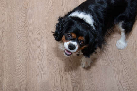 Cavalier King Charles Spaniel dog portrait with curious look and blured backgroundの写真素材