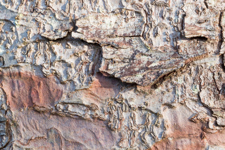 Bark of spruce tree macro shot ,natural lihgt.