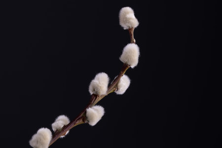willow tree branch on black background. Macro shot of pussy willow.