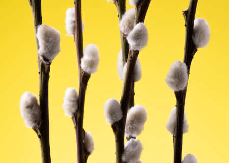 willow tree branch on colorful yellow background. Macro shot of pussy willow.の写真素材