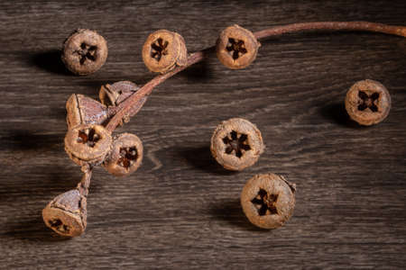 Eucalyptus gum nuts on the dried branch on dark wooden background .の写真素材