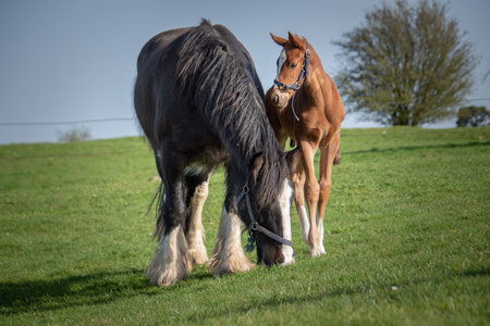 A pretty foal stands in a paddock with its mother. Summer pasture.の写真素材