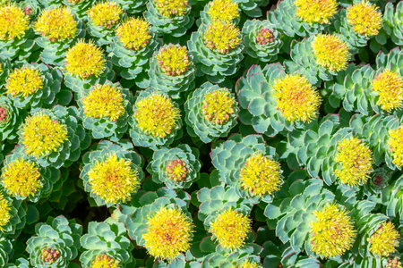Rhodiola rosea blossom by springtime at sunny day.Beautiful green background