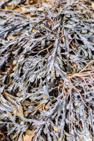 a bunch of brown-yellow seaweed top view, soft light,の写真素材