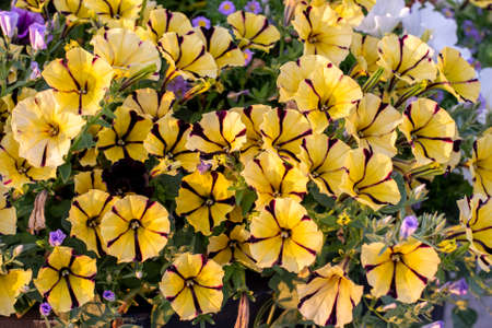 Colorfull Petunia flowers under natural lighting. Summer flower beds.の写真素材
