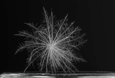 Thistle fluff Macro shot on black background.の写真素材