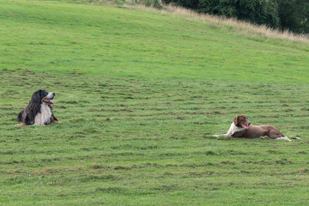 Two large dogs resting on the grass