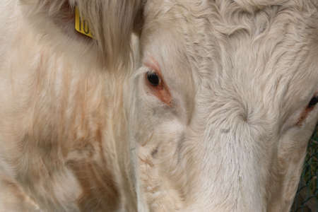 Close up portrait of a sweet white cow looking into the cameraの写真素材