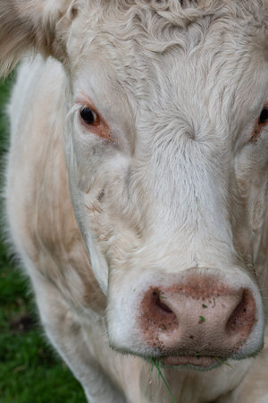 Close up portrait of a sweet white cow looking into the cameraの写真素材