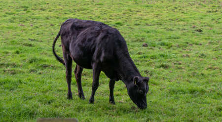 A black and white cow grazes in a pasture.の写真素材