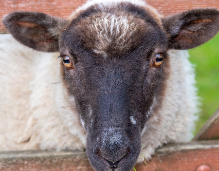 Head of a sheep, a sheep head out through wooden fence.