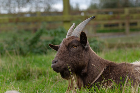Brown head goat laying down in the grass.の写真素材