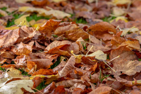Background of autumn leaves on the ground. Autumn concept.の写真素材