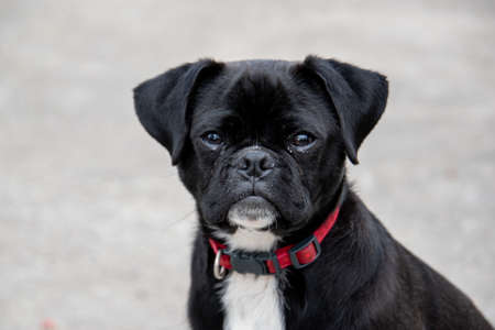 Pug puppy on grey background . small black dogの写真素材