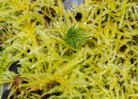 Green fresh moss in the forest. The north side of the tree in a shady and humid place.の写真素材