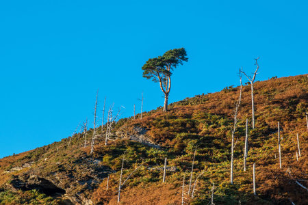 Image of mountain hill with tree, blue sky .