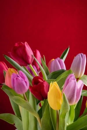 Yellow ,red and pink tulips over colored background.の写真素材