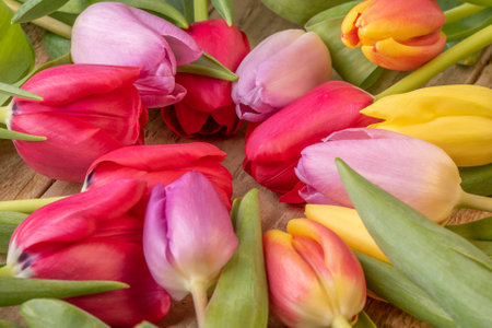 Yellow ,red and pink tulips isolated over a black backgroundの写真素材