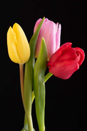 Yellow ,red and pink tulips isolated over a black backgroundの写真素材